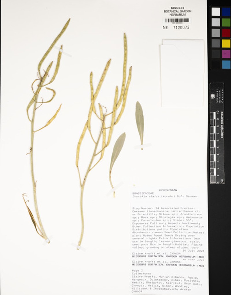 Dvorakia alaica