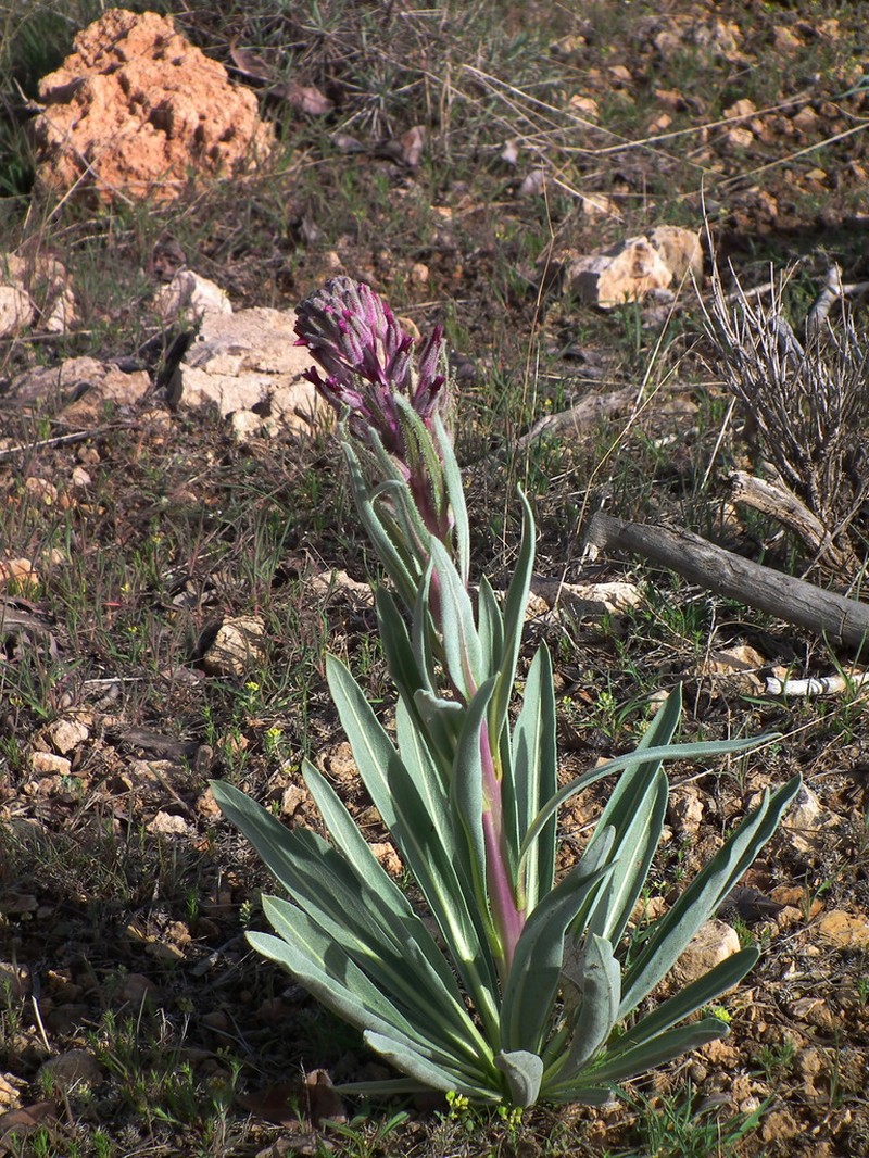 Dvorakia alyssifolia photo 2