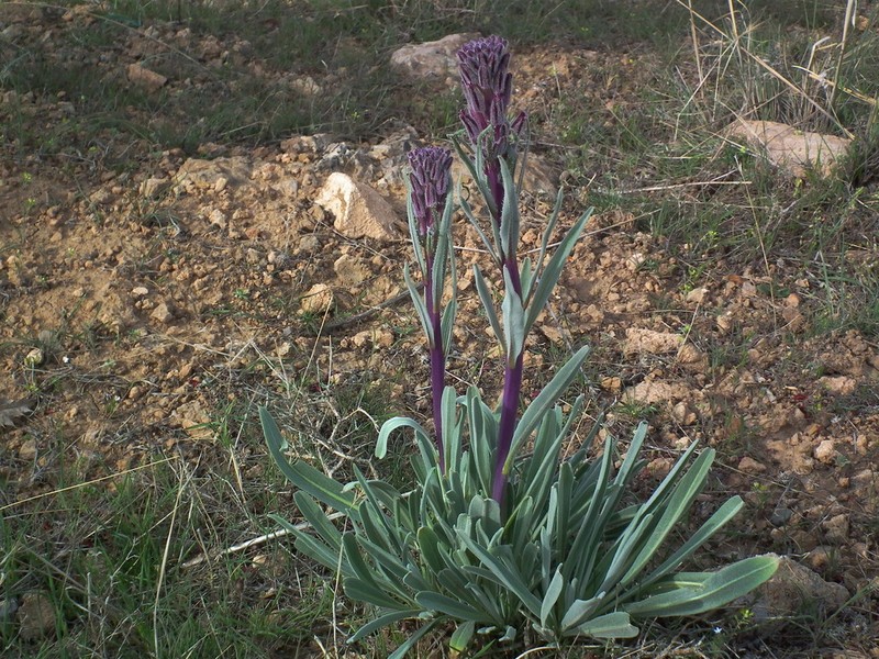 Dvorakia alyssifolia photo 3