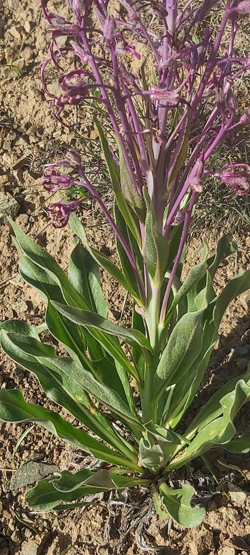 Dvorakia alyssifolia photo 4
