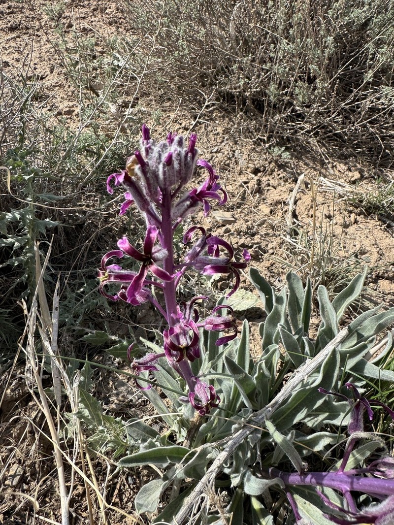 Dvorakia alyssifolia photo 5