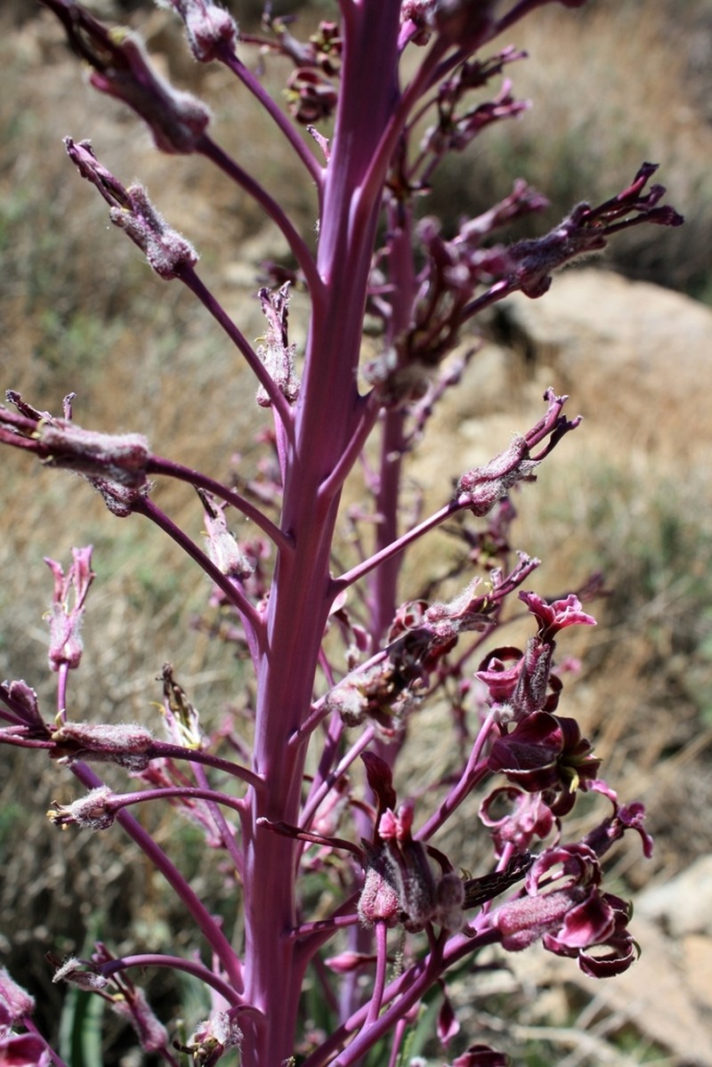 Dvorakia alyssifolia photo 6