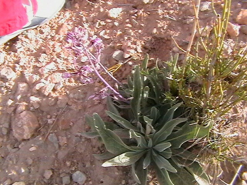 Dvorakia alyssifolia photo 7