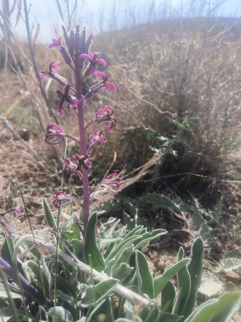 Dvorakia alyssifolia photo 8