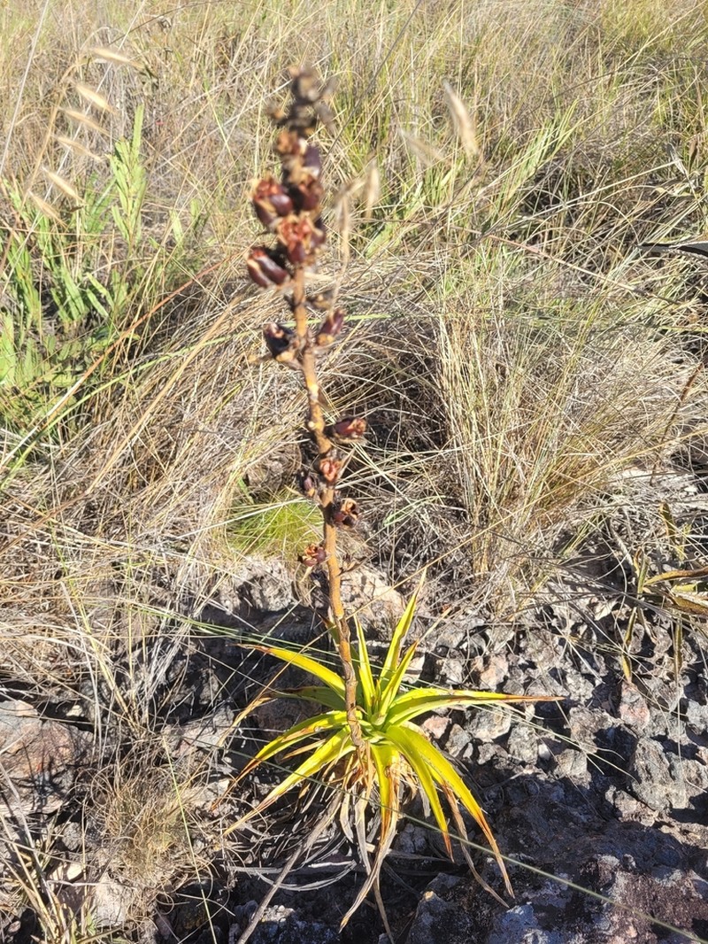 Dyckia altoana photo 3