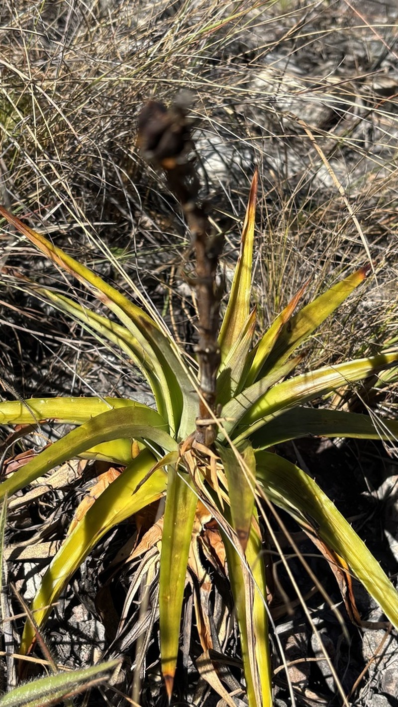 Dyckia altoana photo 4