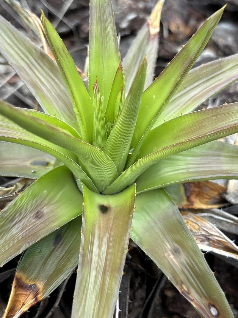 Dyckia altoana photo 5
