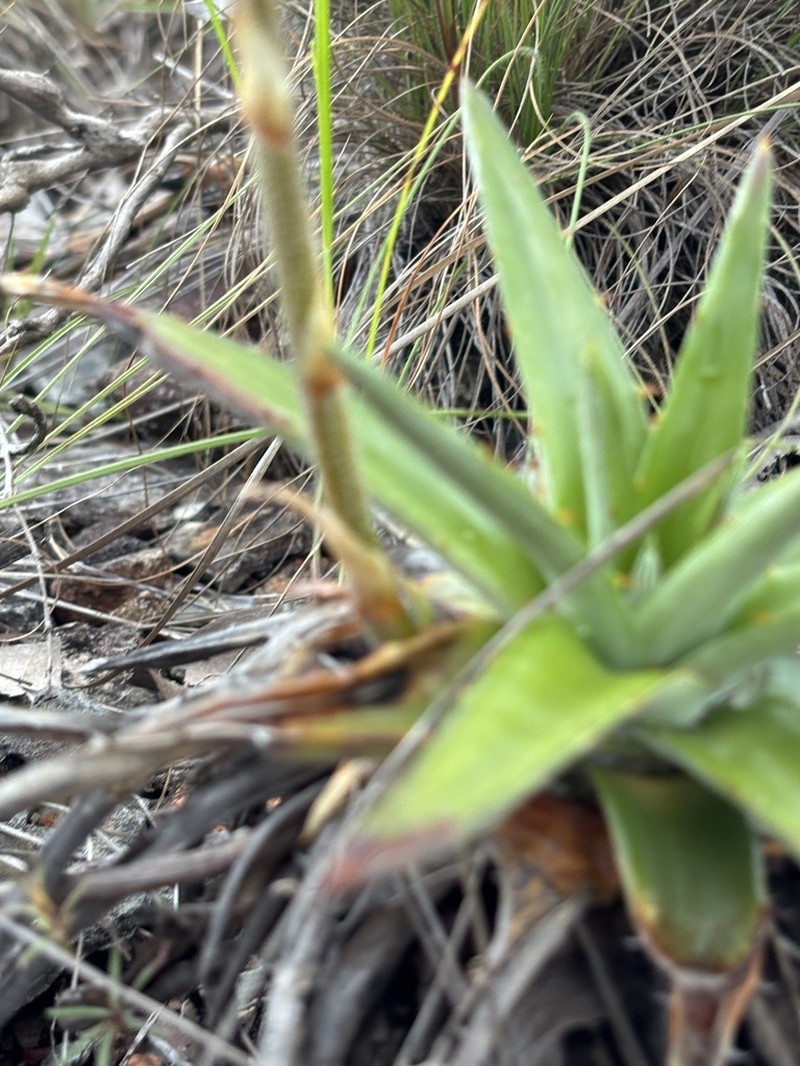 Dyckia altoana photo 6