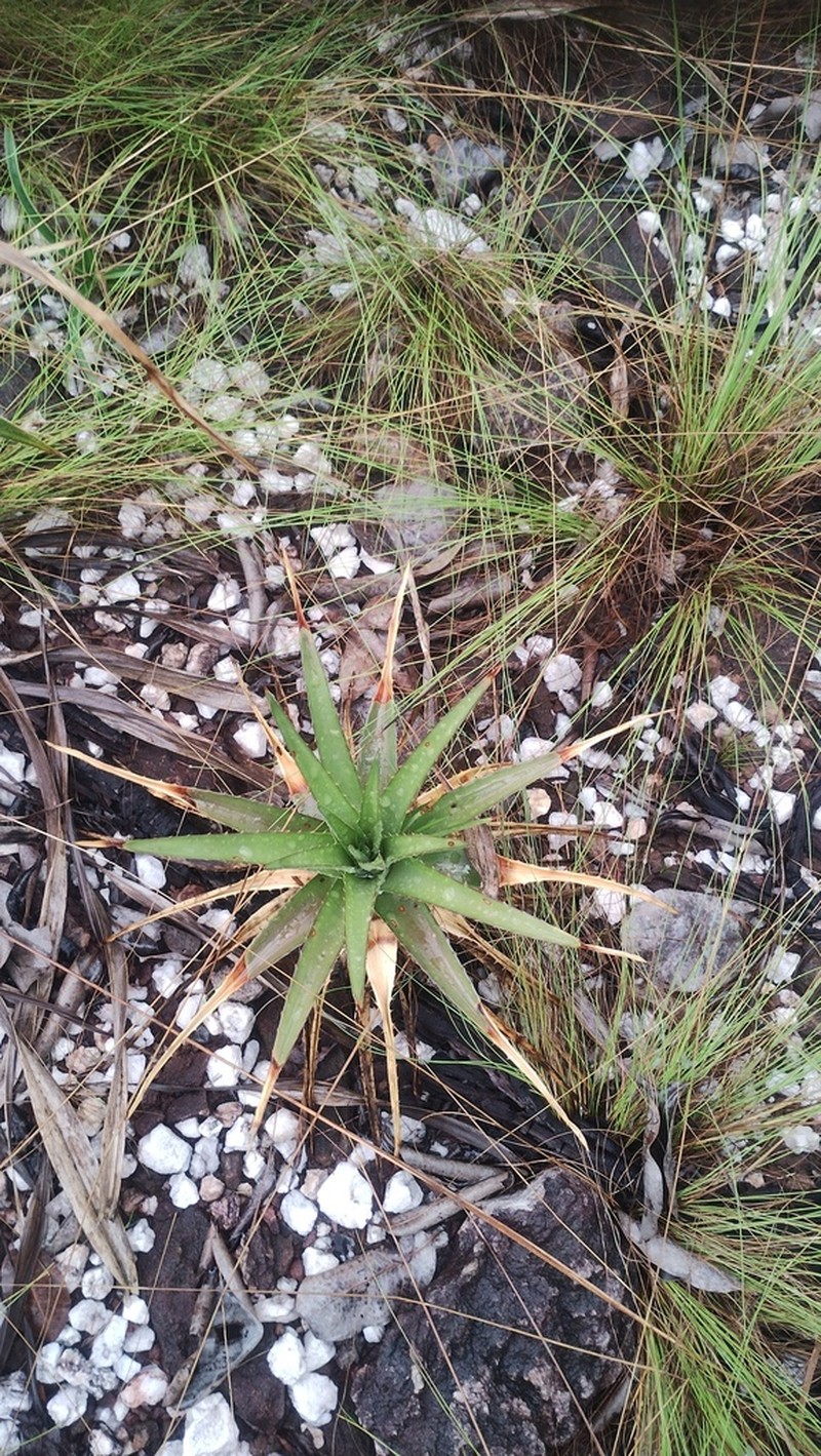 Dyckia altoana photo 7