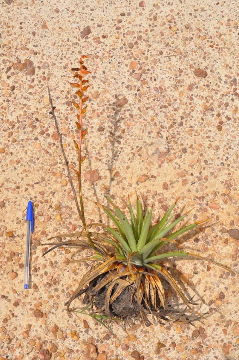 Dyckia bernhardii