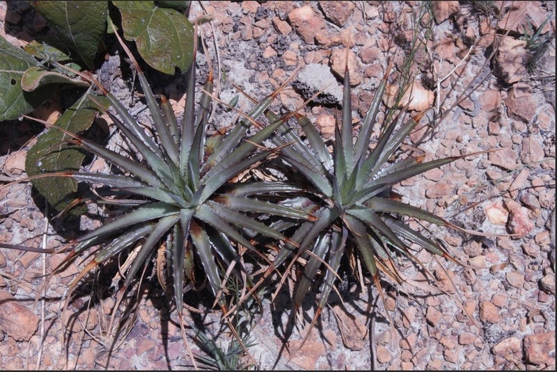 Dyckia bernhardii photo 2