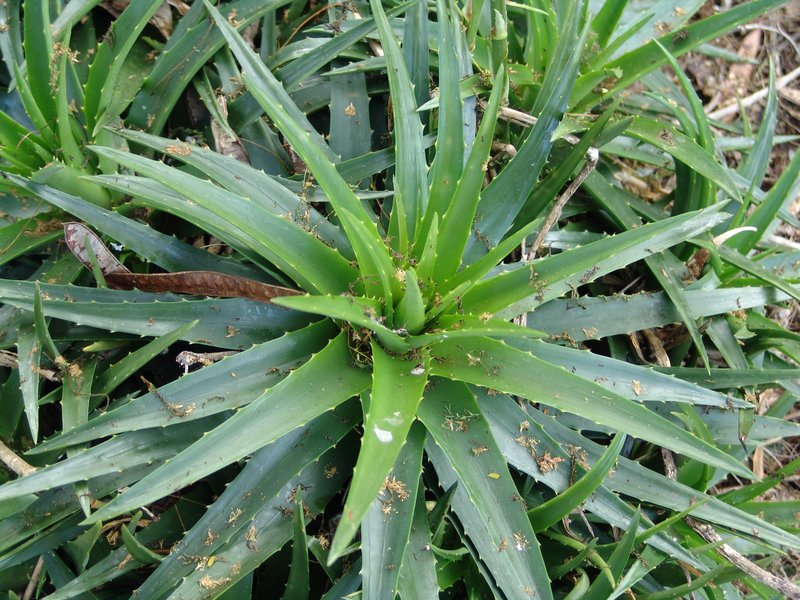 Sawblade photo 7