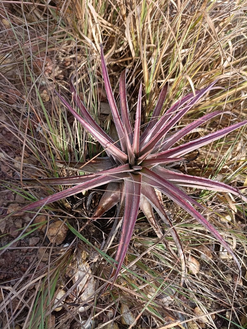 Dyckia inconspicua