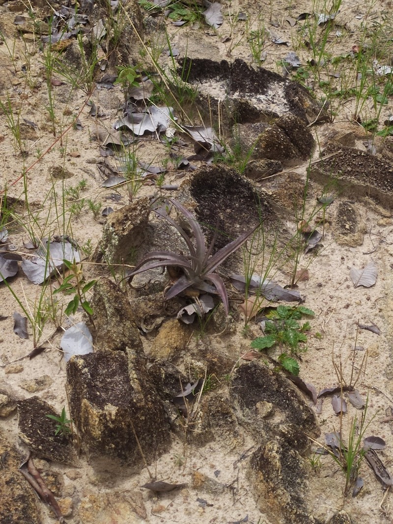 Dyckia inconspicua photo 2