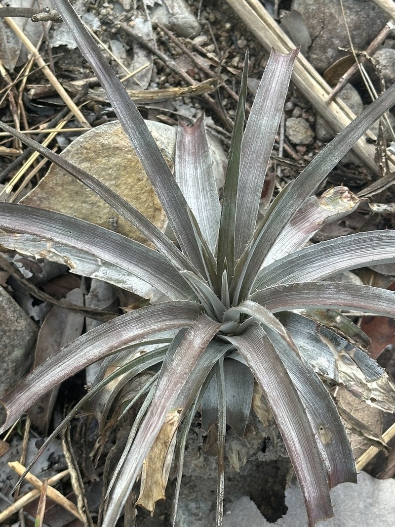 Dyckia inconspicua photo 3