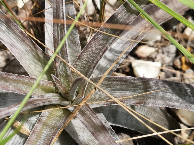 Dyckia inconspicua photo 5