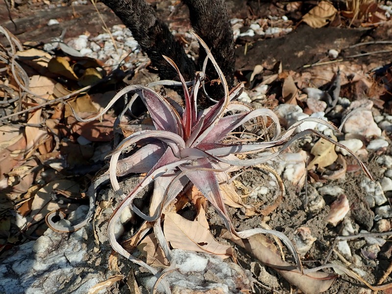 Dyckia inconspicua photo 6