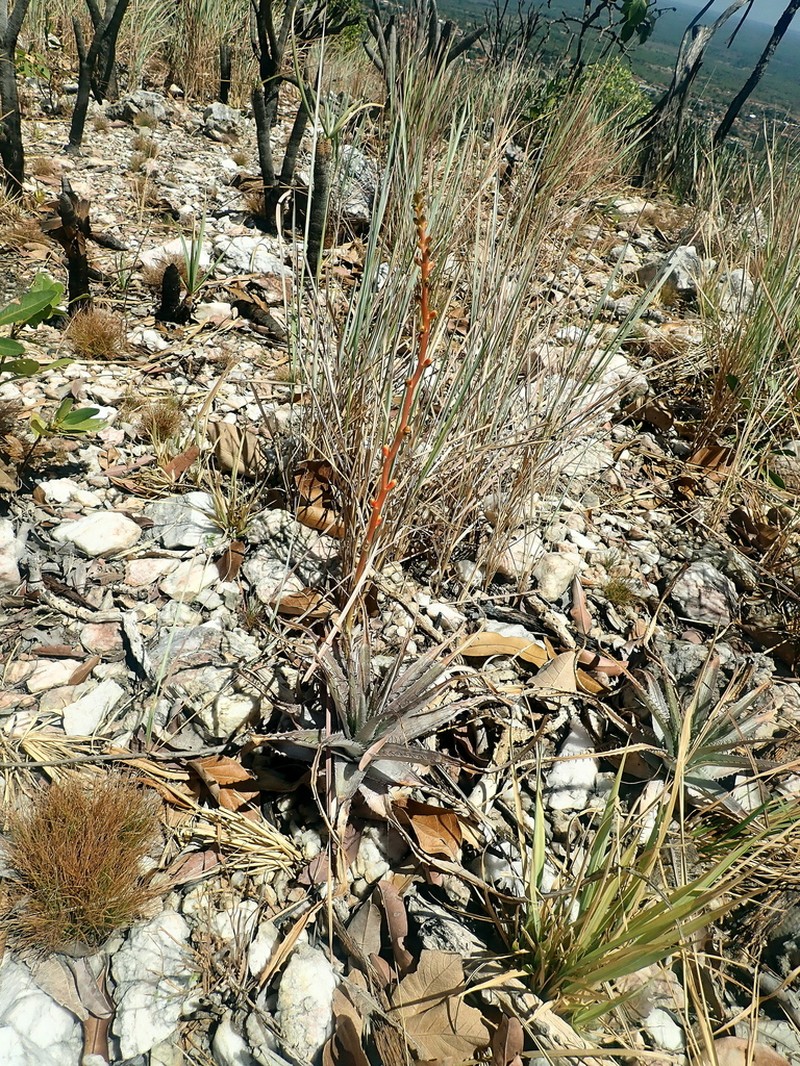 Dyckia inconspicua photo 7
