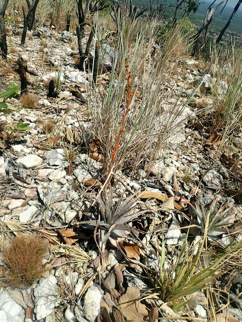 Dyckia inconspicua photo 8