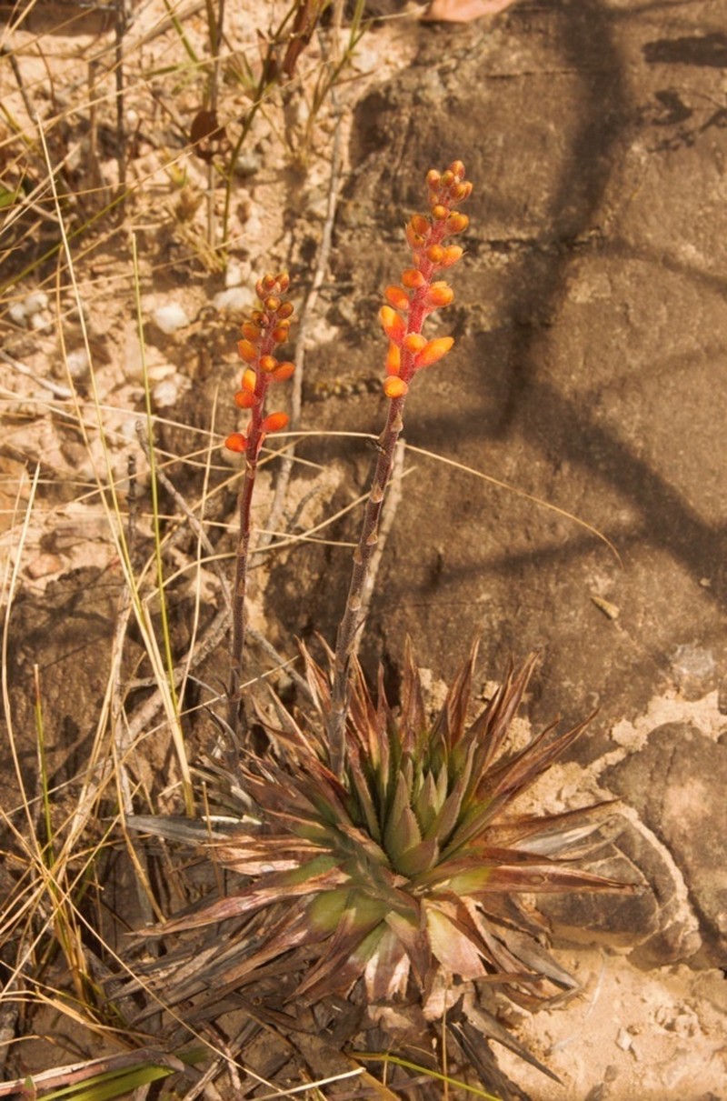Dyckia laroccae
