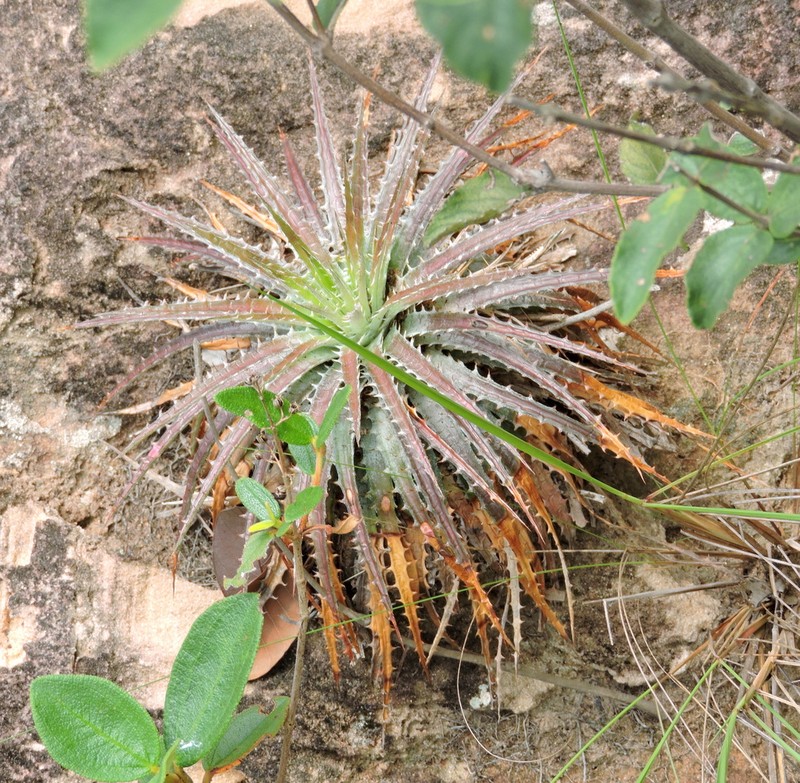 Dyckia maranhensis