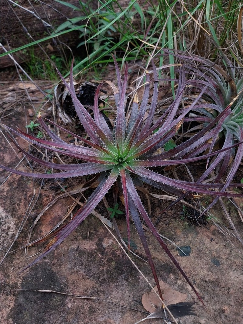 Dyckia maranhensis photo 2