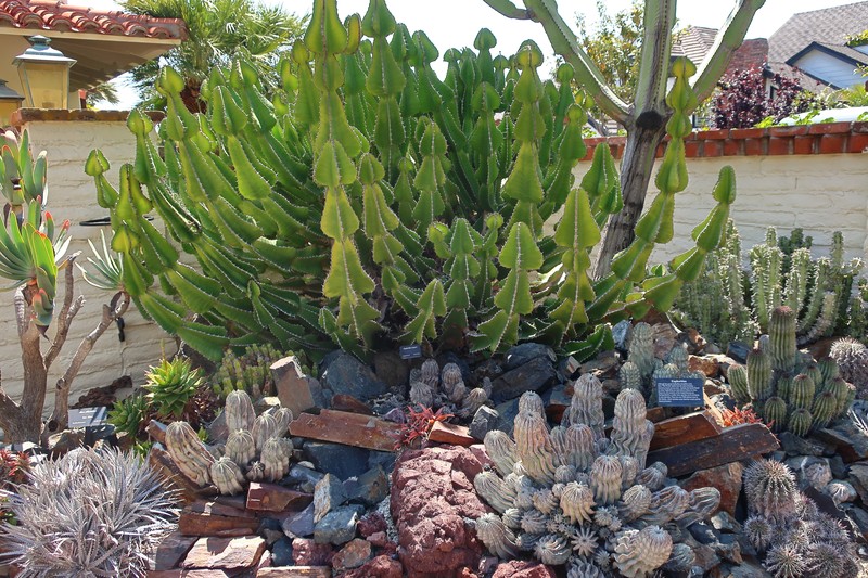 Dyckia nobilis