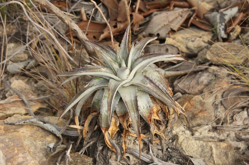 Dyckia oscarii
