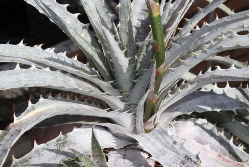 Dyckia seringeriana