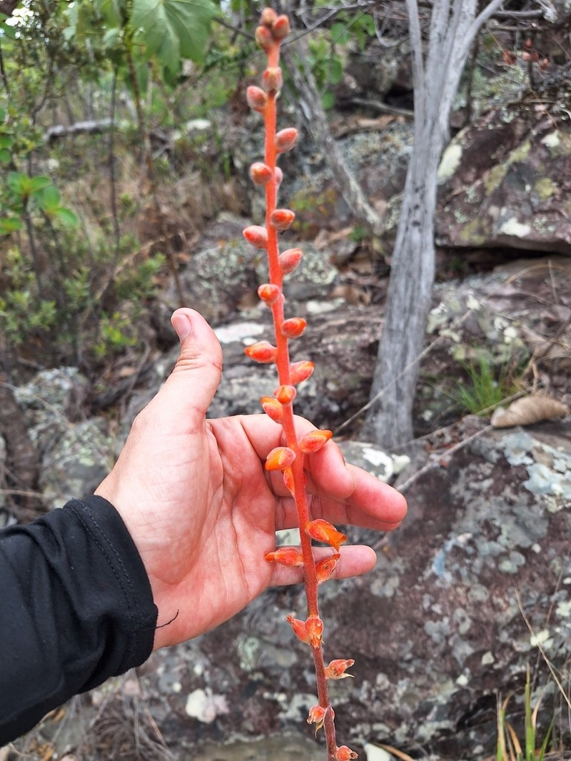 Dyckia tankiorum