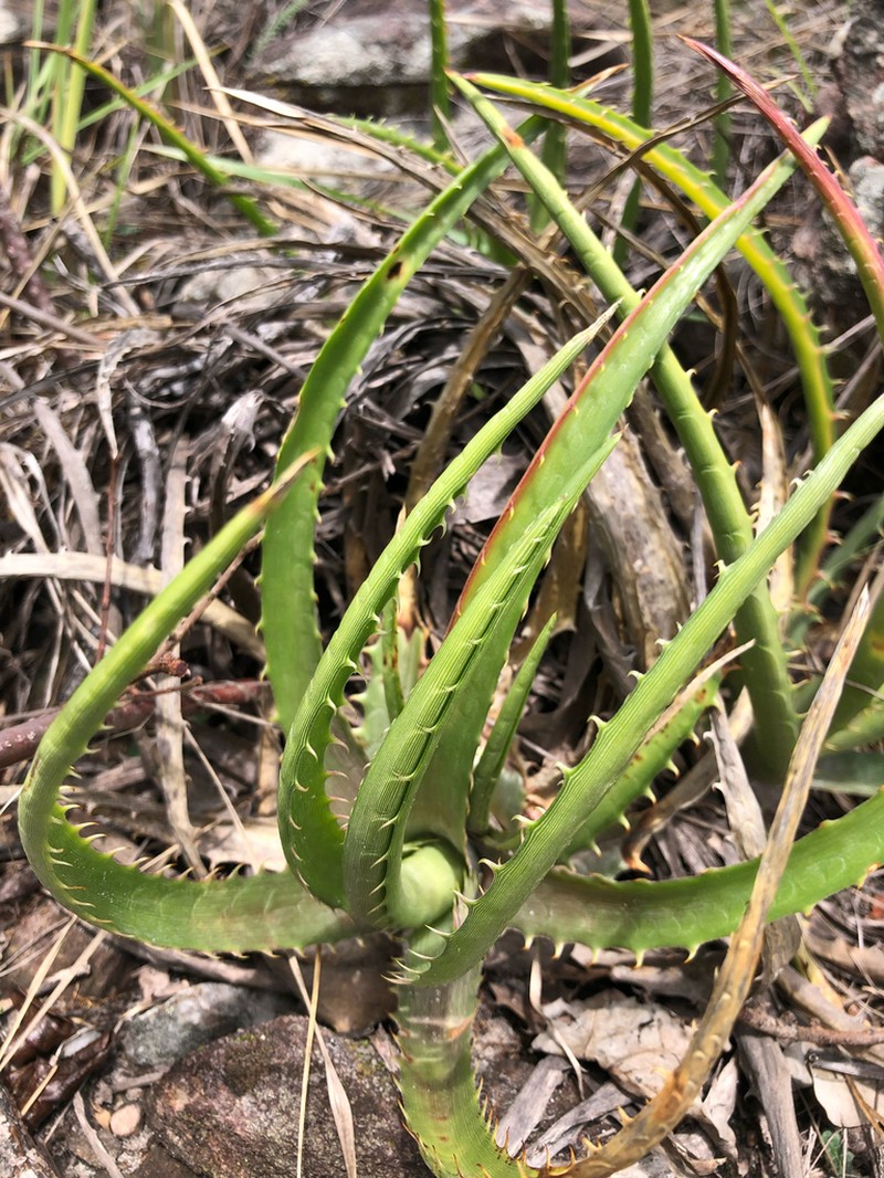 Dyckia tankiorum photo 2