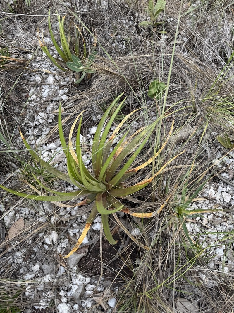 Dyckia tankiorum photo 4