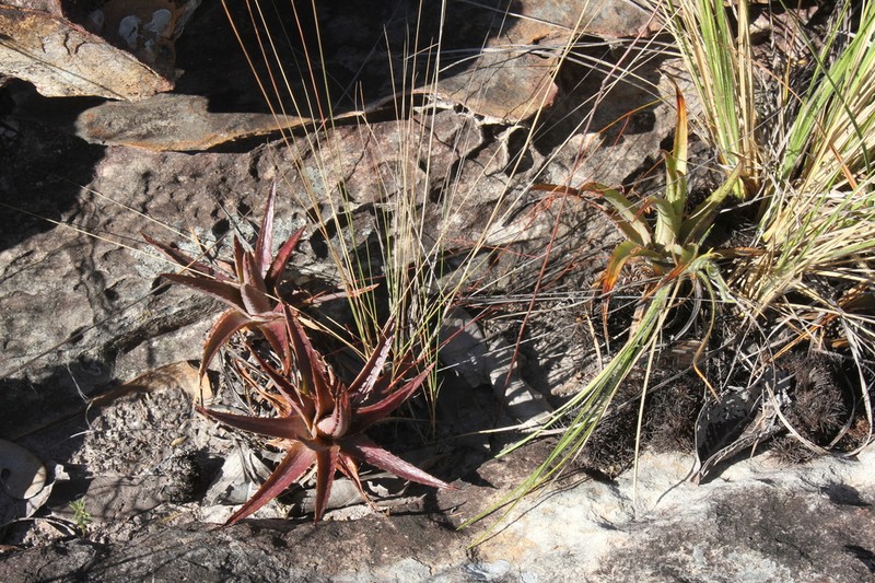 Dyckia tankiorum photo 6