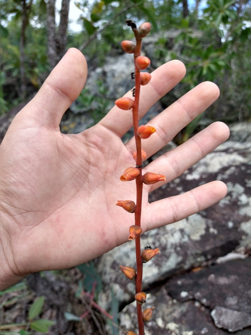 Dyckia tankiorum photo 8