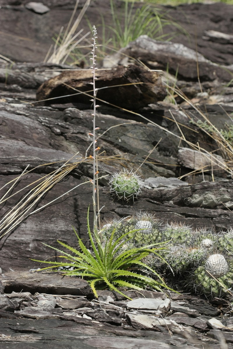 Dyckia teresinae