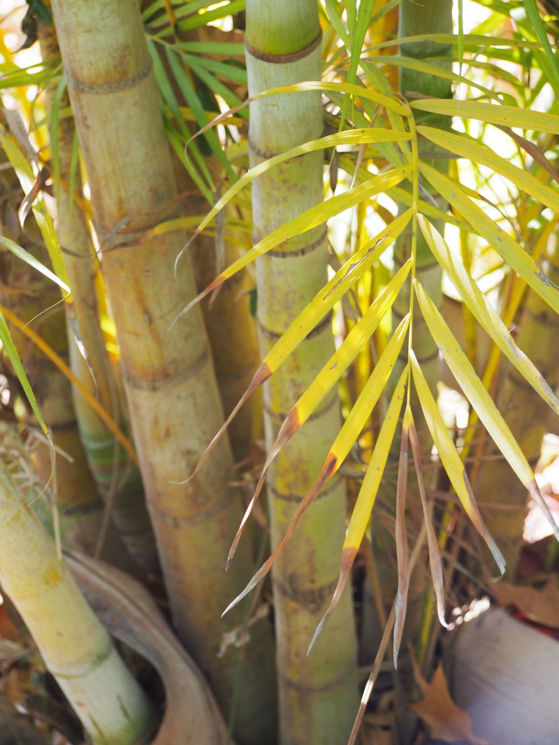 Yellow Butterfly Palm