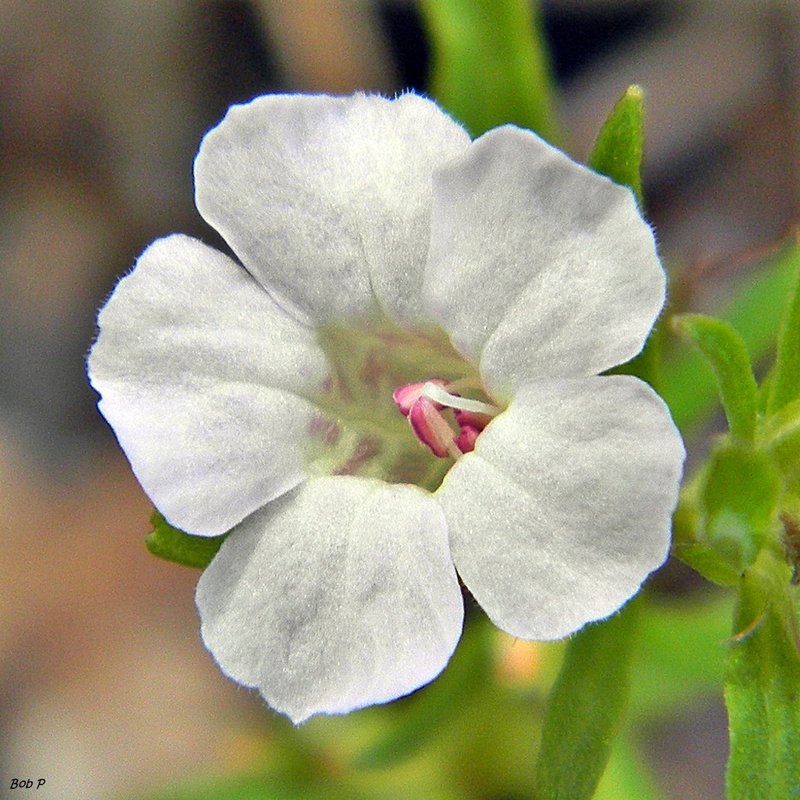 Pineland Snakeherb