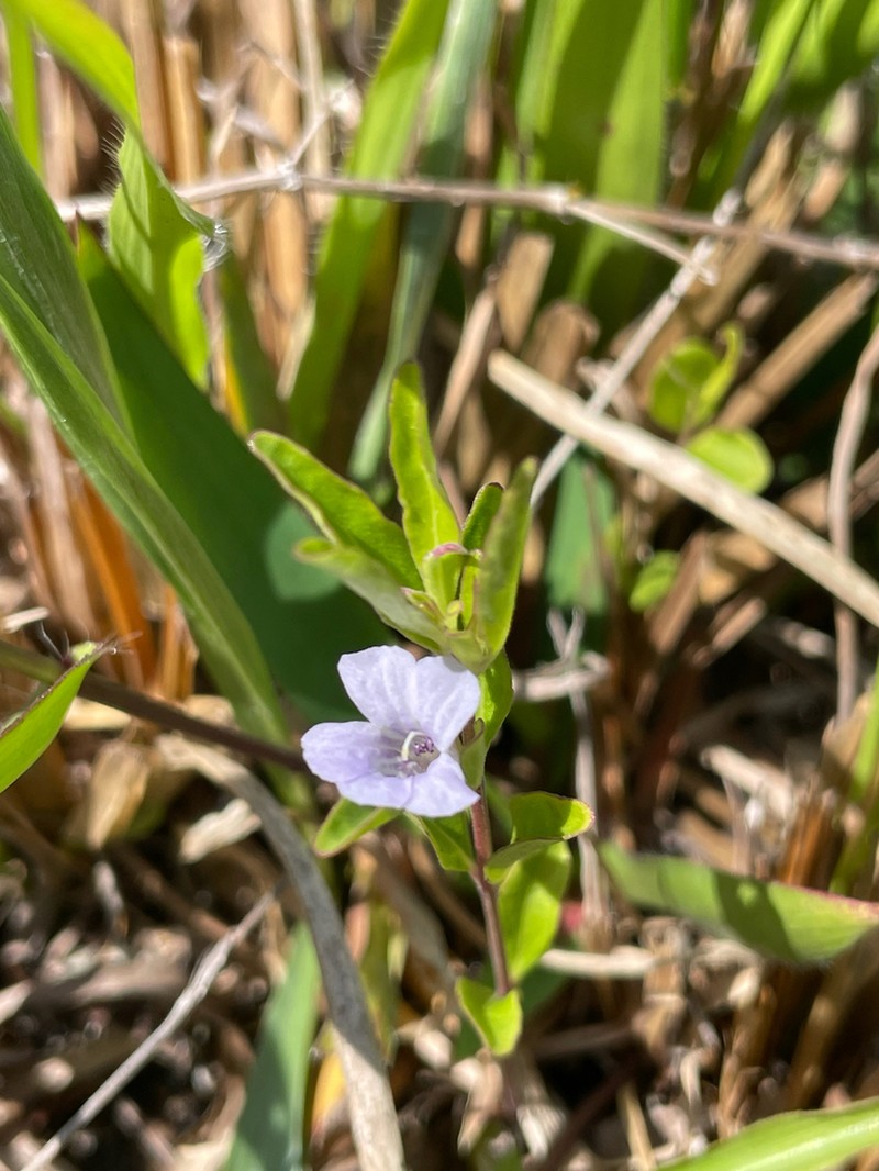 Pineland Snakeherb