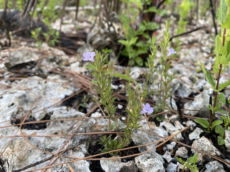 Pineland Snakeherb photo 2