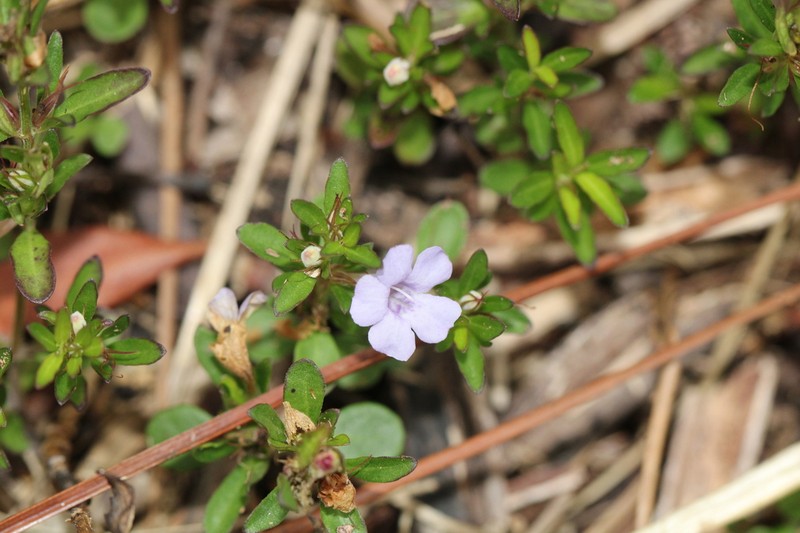 Pineland Snakeherb photo 3