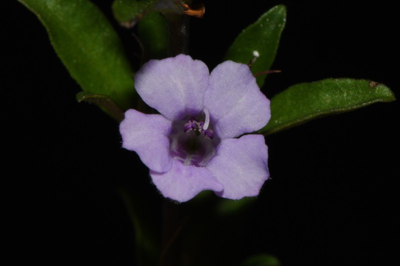 Pineland Snakeherb photo 4