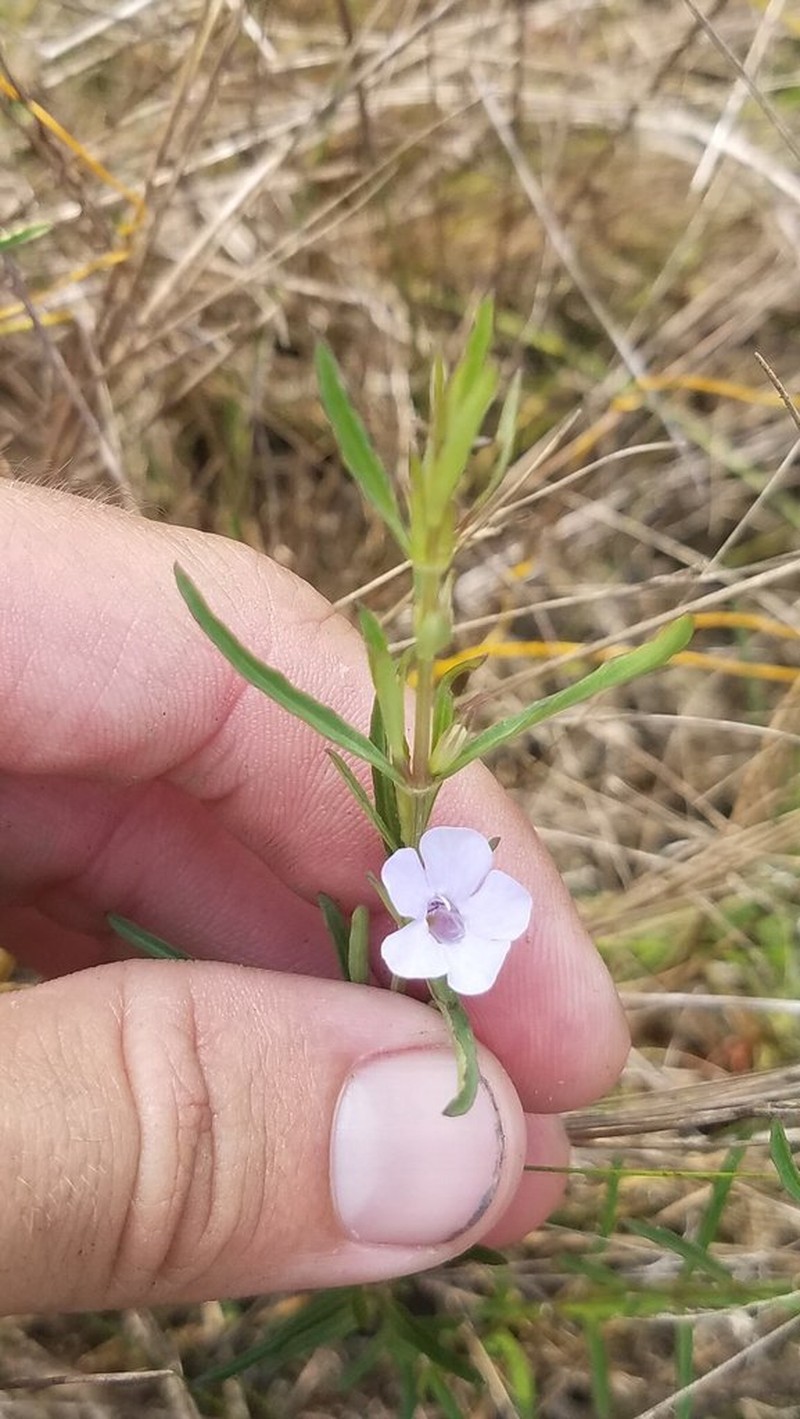 Pineland Snakeherb photo 5