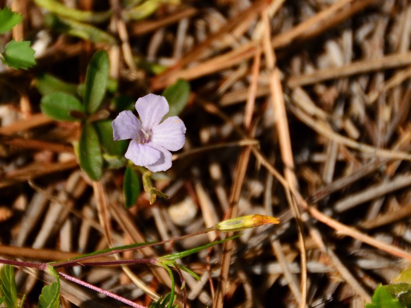 Pineland Snakeherb photo 6