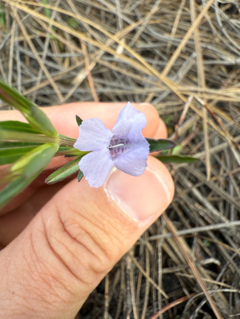 Pineland Snakeherb photo 7
