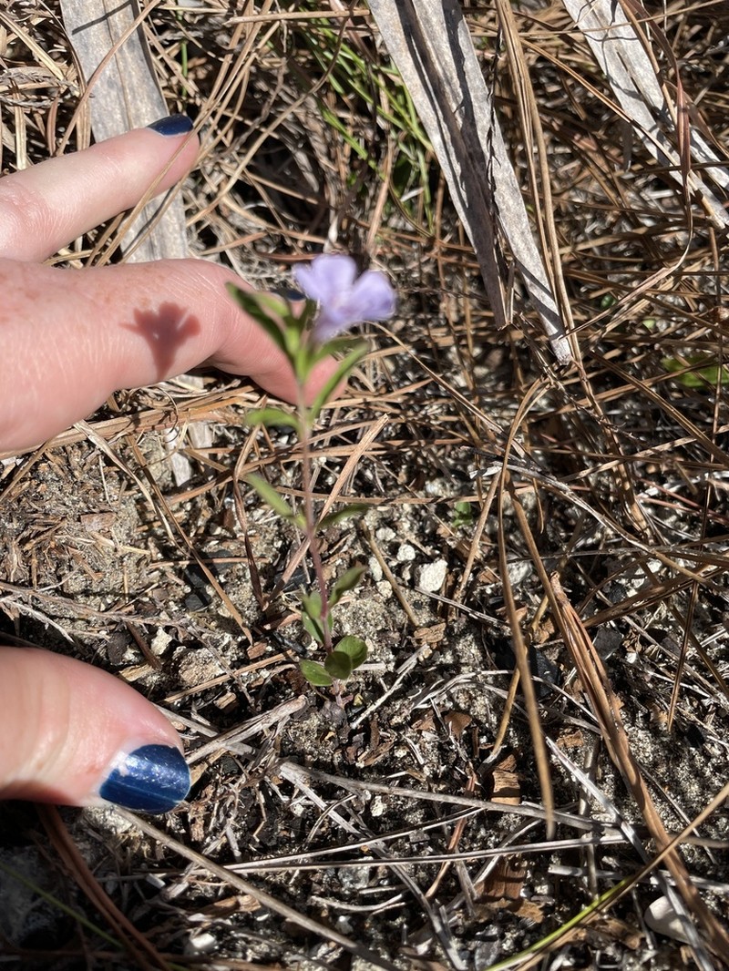 Pineland Snakeherb photo 8