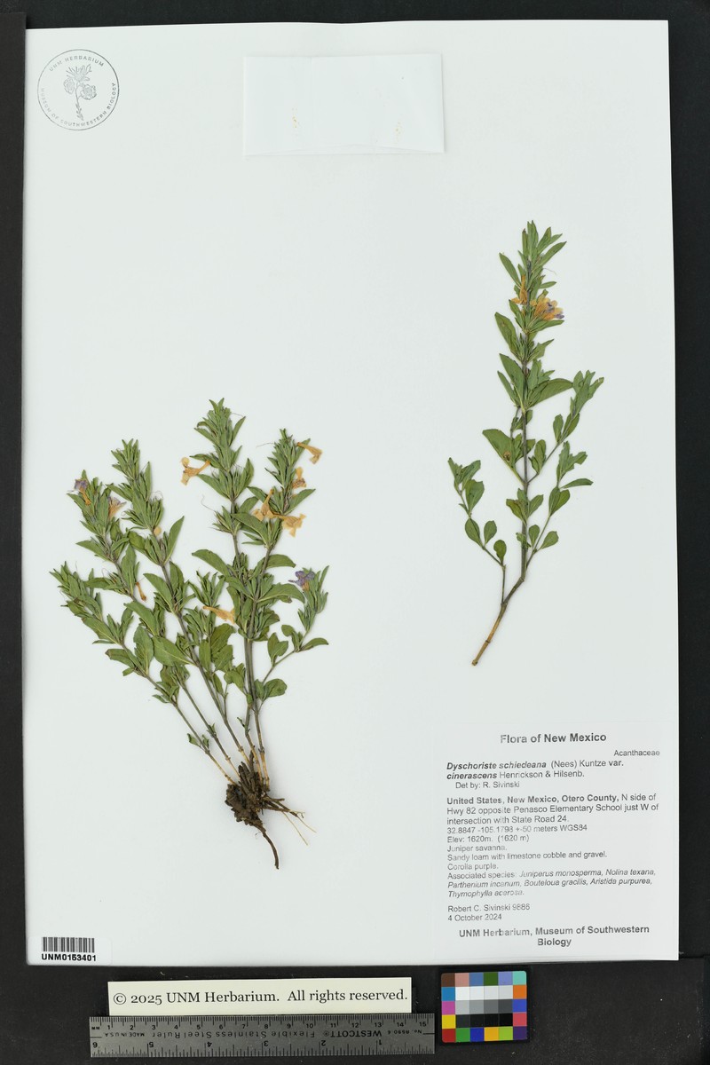Dyschoriste cinerascens photo 3