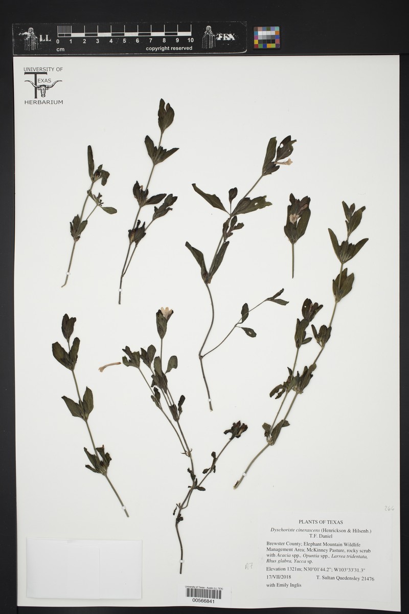 Dyschoriste cinerascens photo 4