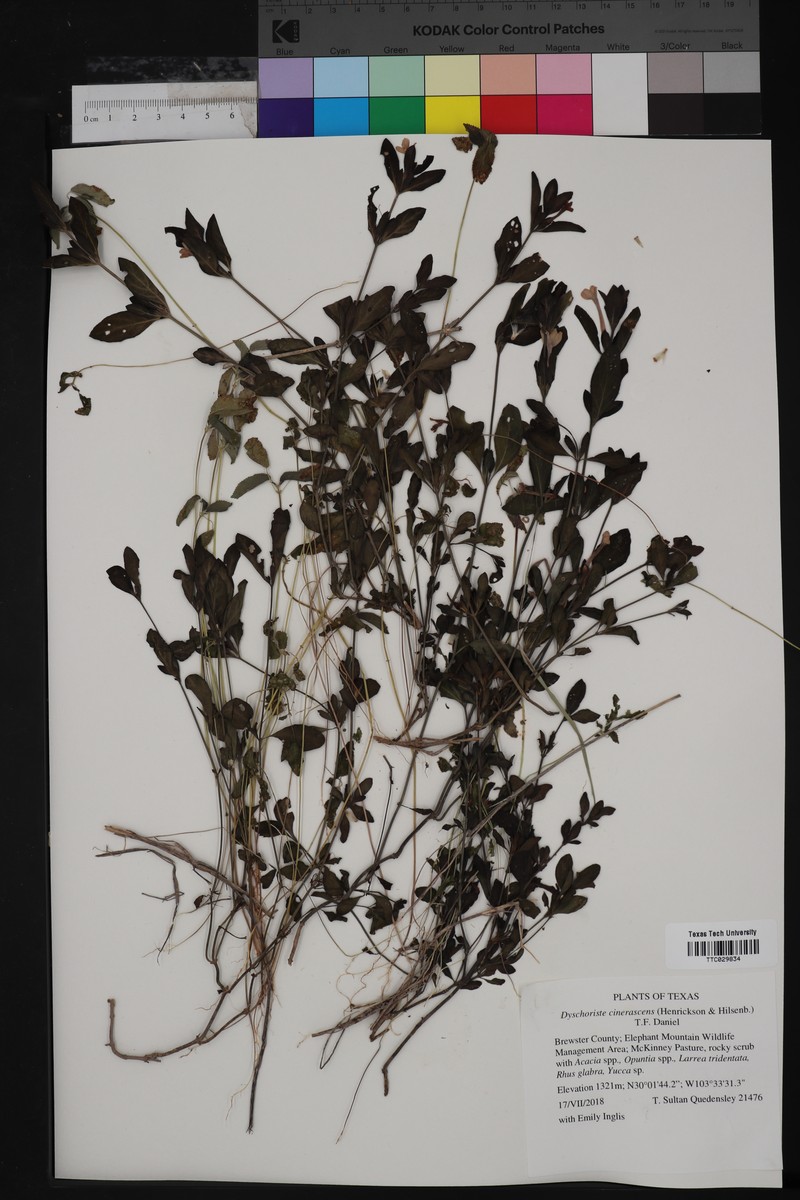 Dyschoriste cinerascens photo 5