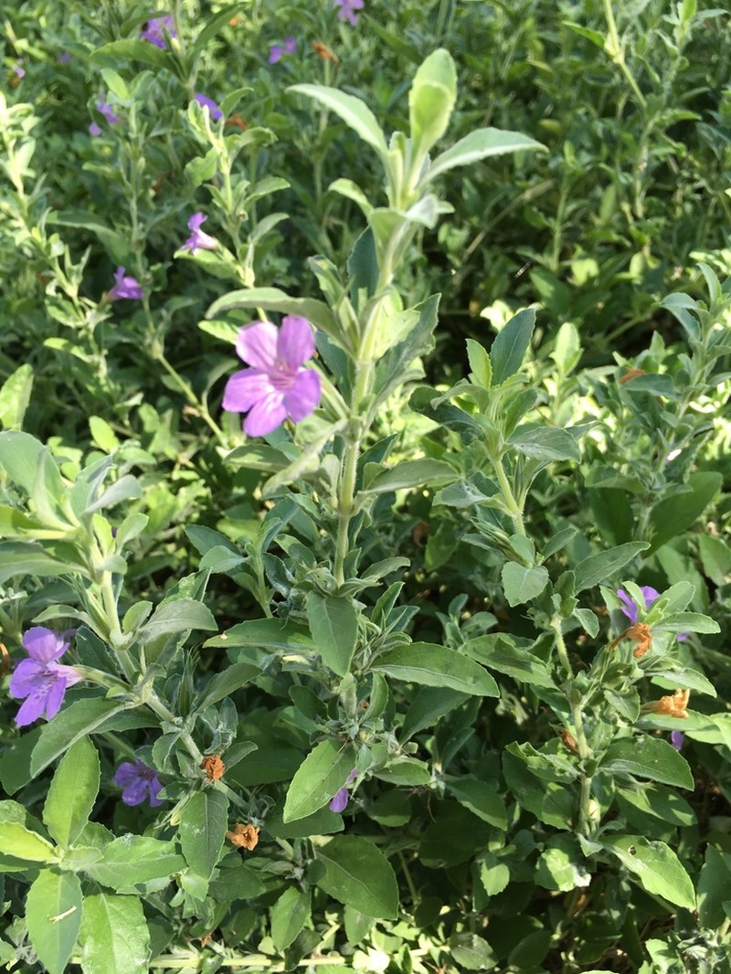 Wavyleaf Snakeherb