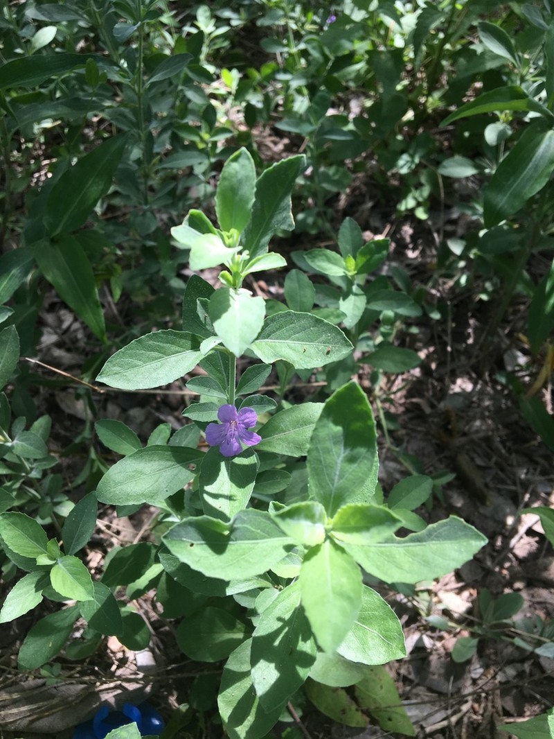 Wavyleaf Snakeherb photo 2